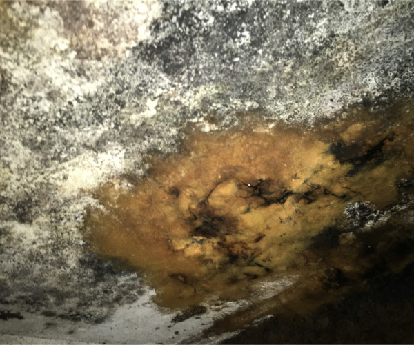Black Mold Removal