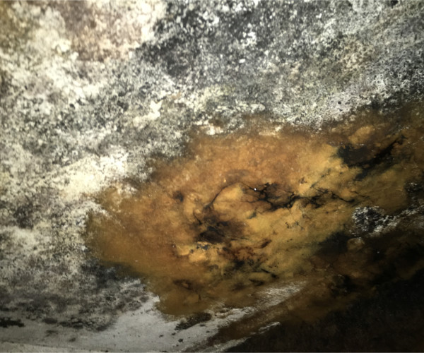 Black Mold Removal Panama City