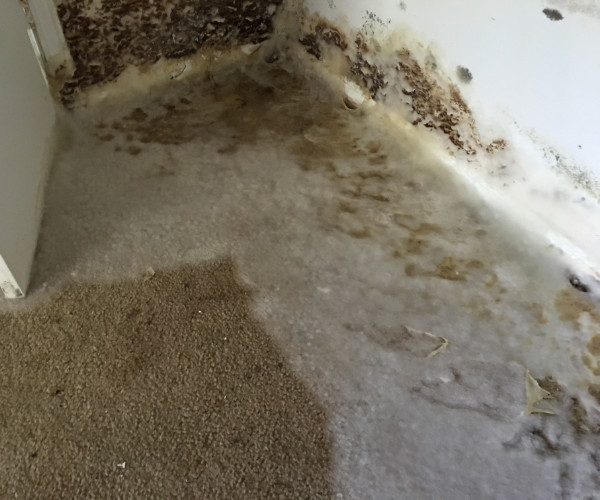 Destin Mold Detection And Removal
