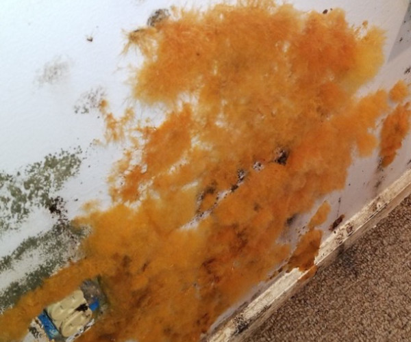Hazardous Fuzzy Mold Remediation In Fort Walton Beach Florida