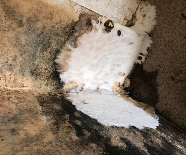 Pensacola Severe Mold Contamination