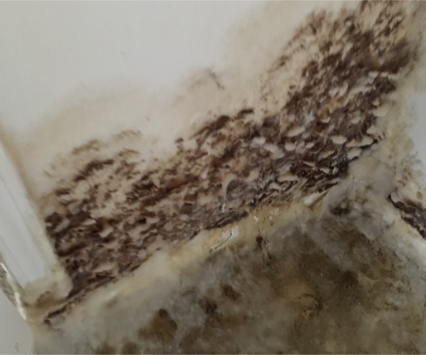 White Fuzzy Mold Growth Panama City Fl