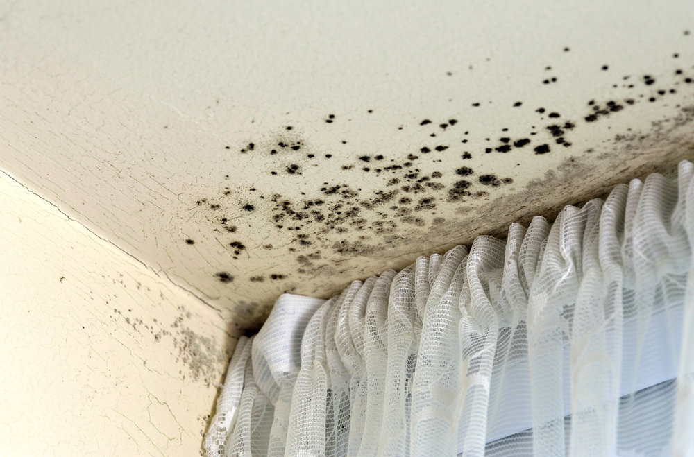Mold Cleanup in Molino, FL (4820)