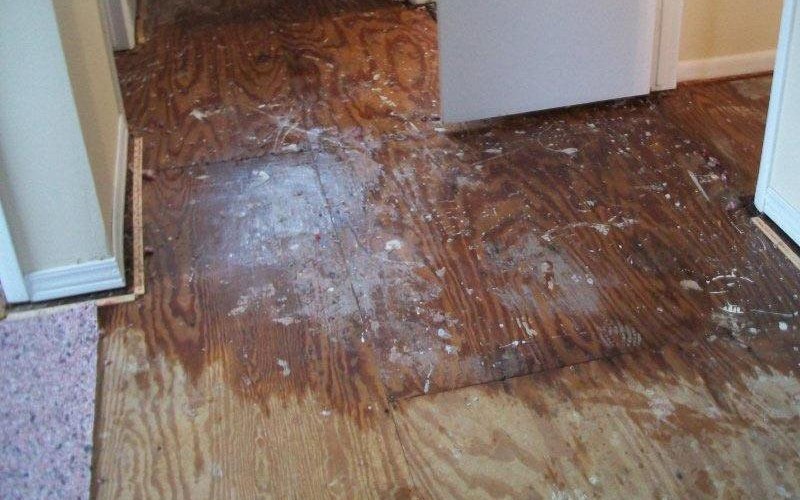 Water Damage Cleanup in Goulding, FL (7351)