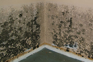 Mold Remediation in West Pensacola, FL (9698)