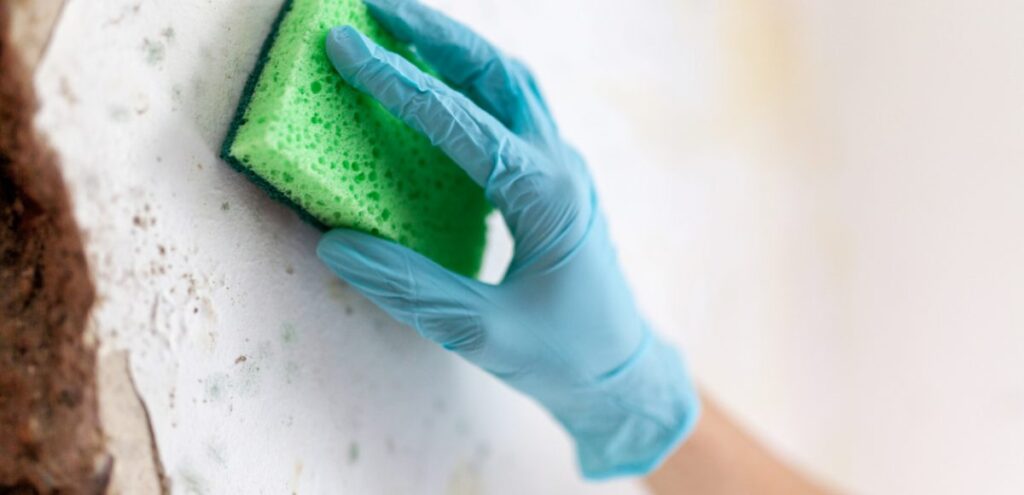 Mold Remediation in Paxton, FL (7221)