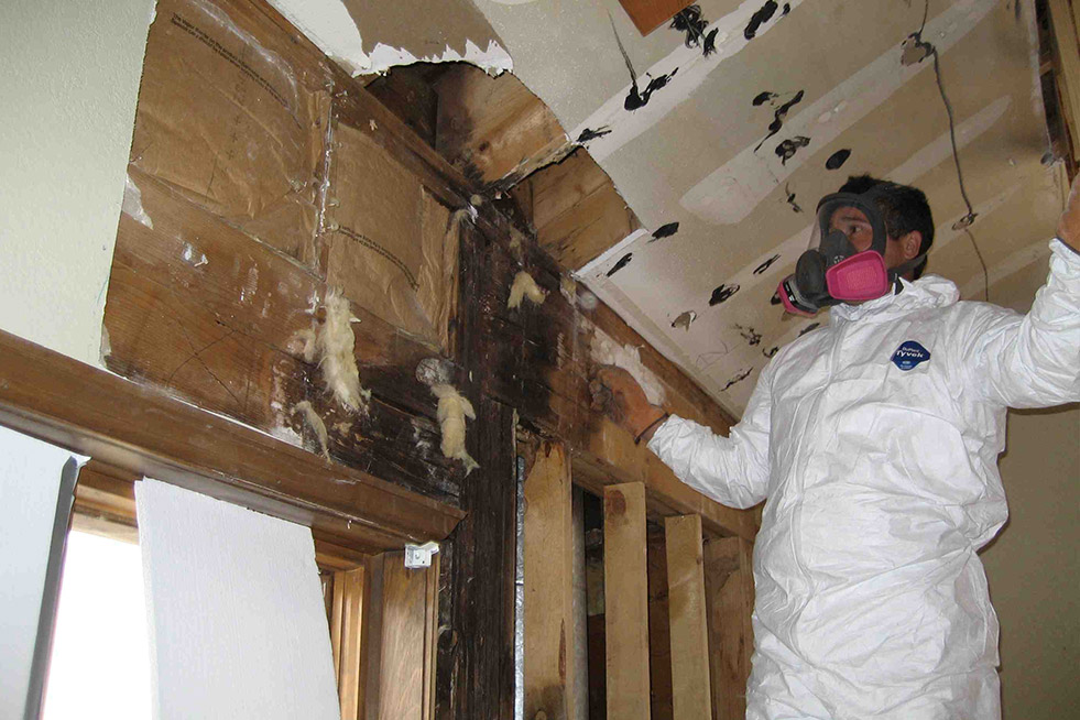 Mold Remediation in Wright, FL (6974)