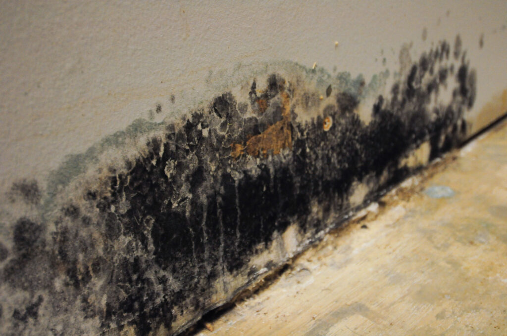 Mold Removal in DeFuniak Springs, FL (7137)
