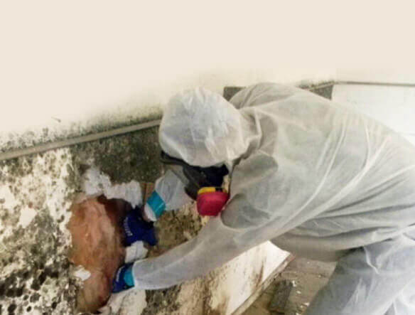 Mold Testing in Shalimar, FL (4752)