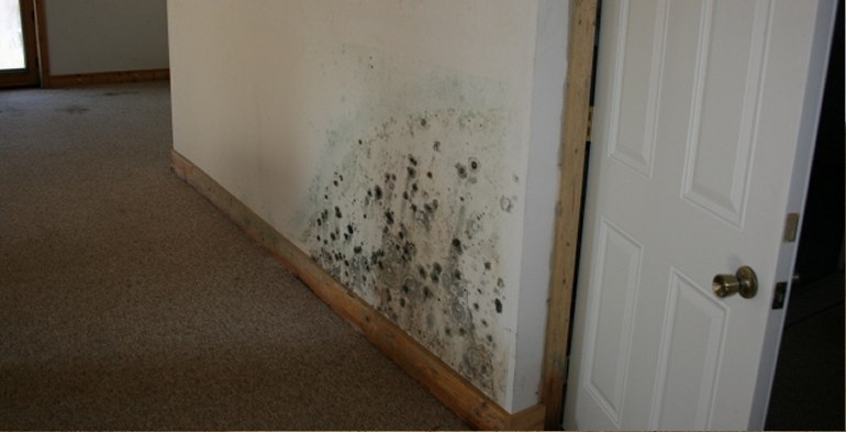 Mold Cleanup in Ocean City, FL (9828)
