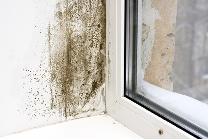 Mold Removal in Freeport, FL (4614)